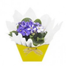 Vaso de flor violeta OU Kalanchoe 